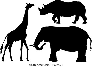 African Animal Profiles