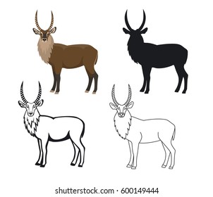 African animal waterbuck  in color, silhouette, contour and editable stroke