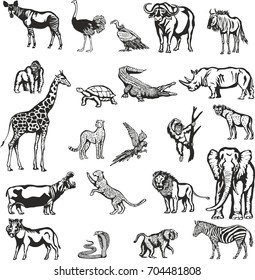 African animals.