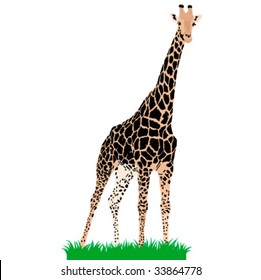 African animals 3 : Vector giraffe