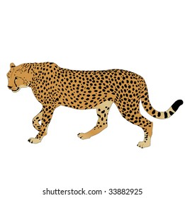 African animals 4 : vector cheetah