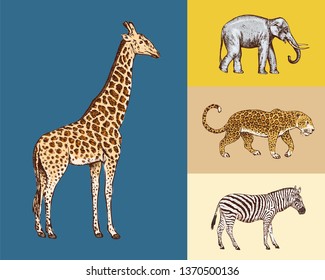 African animals. Elephant Giraffe Leopard Wild zebra. Engraved hand drawn Vintage old monochrome safari sketch.