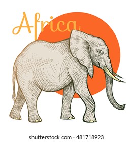 African animals. Elephant. Illustration Vector Art. Style Vintage engraving. Hand drawing.
