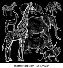 African animals elephant, lion, giraffe, rhinoceros, hippopotamus, zebra, antelope, tree, bird. Vector illustration. Hand drawing white chalk on a blackboard. Vintage