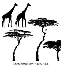 African animals, giraffe, vector silhouettes