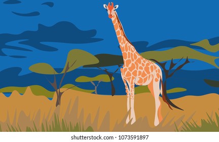 African animals giraffes