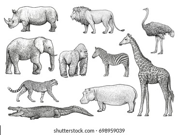 African animals illustration, drawing, engraving, ink, line art, vector