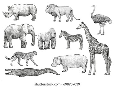 Wild Animal Drawings Hd Stock Images Shutterstock