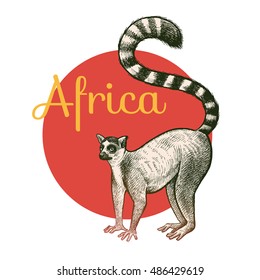 African animals. Lemur. Illustration Vector Art. Style Vintage engraving. Hand drawing.