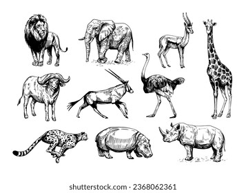 African animals, lion, elephant, gazelle, rhinoceros, cheetah, antelope, hippopotamus, rhinoceros, giraffe. Set of vector sketch illustrations