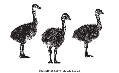 African animals. Ostrich. Ostrich baby. Vector illustration isolated on white background