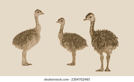 African animals. Ostrich. Ostrich baby. Vector illustration isolated on white background