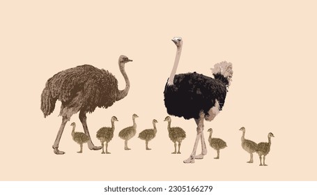 African animals. Ostrich. Ostrich parents raising young children. Lots. Vector illustration isolated.