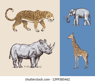 African animals. Rhinoceros, Elephant, Giraffe, and Leopard. Engraved hand drawn Vintage old monochrome safari sketch. Vector illustration