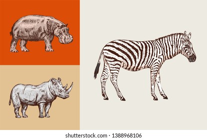 African animals. Rhinoceros Hippopotamus Wild zebra. Engraved hand drawn Vintage old monochrome safari sketch. Vector illustration.