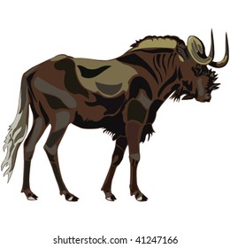 African Animals series black wildebeest
