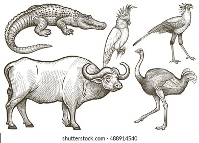 African animals set. Buffalo, Crocodile, Ostrich, Secretary bird, Cockatoo. Illustration Vector Art. Style Vintage engraving. Hand drawing.