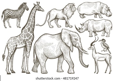 African animals set. Elephant, giraffe, zebra, lion, hippo, rhino, antelope. Illustration Vector Art. Style Vintage engraving. Hand drawing isolated on white background.