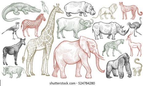 African animals set. Elephant, giraffe, buffalo, hippo, rhino, lion, cheetah, antelope, ostrich, hyena, lemur, gorilla, crocodile, bird Secretary, warthog, zebra, parrot, okapi. Vector illustration