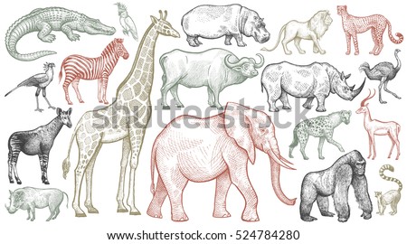 African animals set. Elephant, giraffe, buffalo, hippo, rhino, lion, cheetah, antelope, ostrich, hyena, lemur, gorilla, crocodile, bird Secretary, warthog, zebra, parrot, okapi. Vector illustration Foto stock © 