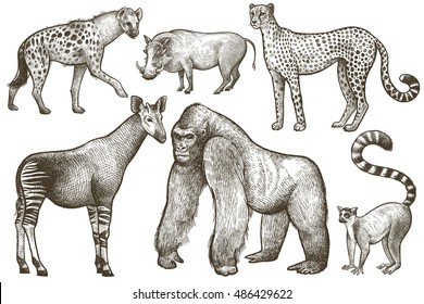 African animals set. Hyena, okapi, cheetah, gorilla, warthog, lemur. Illustration Vector Art. Style Vintage engraving. Hand drawing isolated on white background.