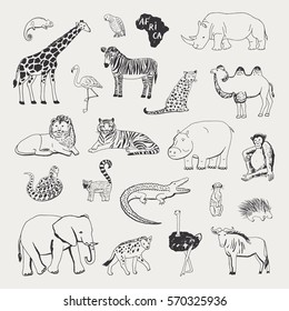 african animals vector illustrartions graphic set