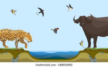 African animals at water place at savanna landscape vector illustration. Leopard or panthera and bull and flock of birds in sky coming to drink pure water.