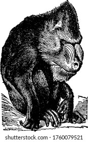 An African baboon. A full-grown male measure about five feet when erect. Mandrills are insectivorous, and in addition to their immense canine teeth approach the Carnivora in many points of anatomical.