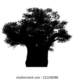 african baobab