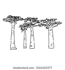 African baobab, hand drawn doodle, sketch in pop art style, vector outline illustration