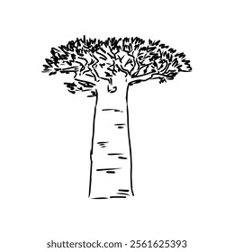 African baobab, hand drawn doodle, sketch in pop art style, vector outline illustration
