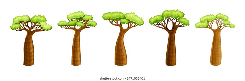 Árbol de baobab africano con corona y tronco marrón conjunto de Vector