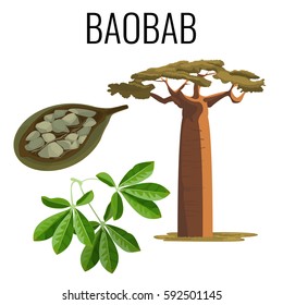 African baobab tree and fruit with seeds color icon emblem with text on white background. Vector illustration of powerful tree with green leaves and seed product.