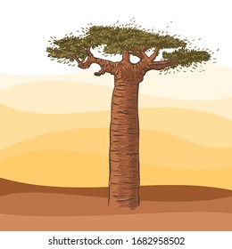 African baobab tree modern vector digital illustration. Desert, Madagascar dry forest, sunrise sky background. Image for travel agency, poster, advertisment, banner, card, social media.