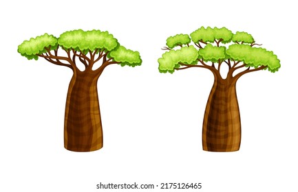 African baobab trees. Powerful plant with green foliage cartoon vector illustration