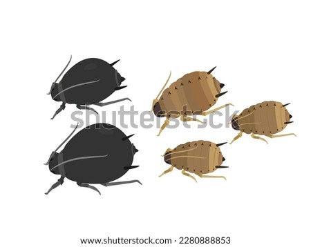 African bean aphid on white background.