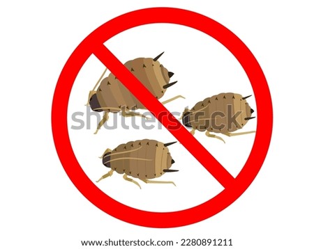 African bean aphid on white background.