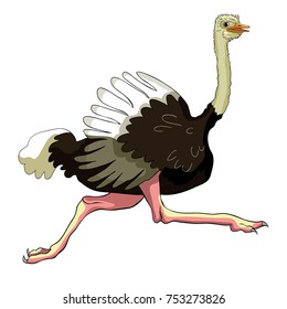 the African bird ostrich is running vector illustration