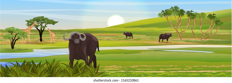 African black buffalo and giraffes in the savannah. Baobabs, doum palm trees. The river is a place for watering. Realistic vector landscape. Nature and animals of Africa. Reserves and national park