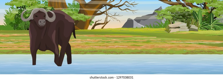 African black buffalo in the savannah. African bush Jungle and mountains. Watering place. Realistic vector landscape. Nature and animals of Africa. Reserves and national parks.