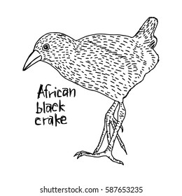 African black crake -  vector illustration sketch hand drawn with black lines, isolated on white background