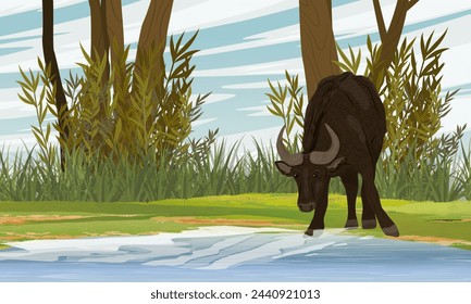 An African buffalo drinks water from a river. Wildlife of Africa. Realistic vector landscape