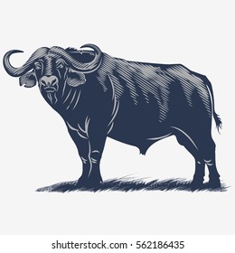 African Buffalo on the grass, in the blue color, illustration, vector