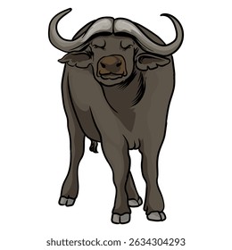 African buffalo on white background separately
