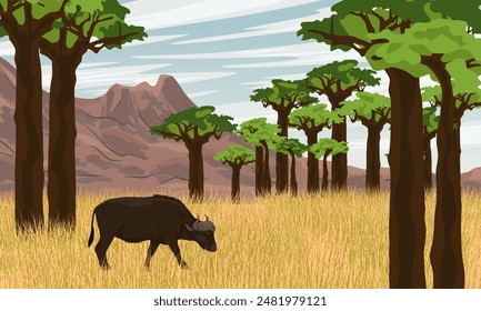 African buffalo walks through a baobab grove. Wildlife of Africa. Realistic vector landscape