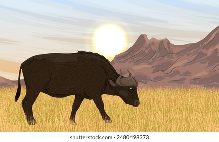 African buffalo walks through the tall dry grass of the African savannah at the foot of a mountain range. Realistic vector African landscape