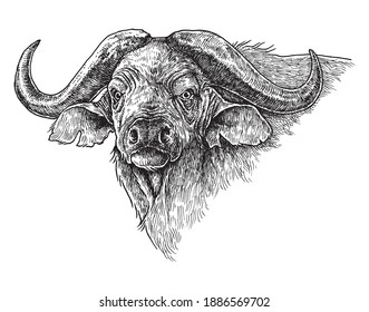 African Buffalo, Water Buffalo, Hand Drawn Wildlife Illustration