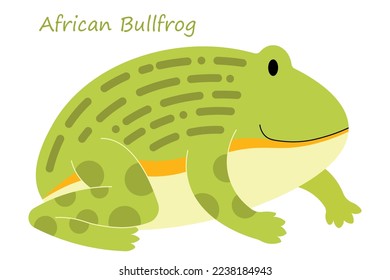African Bullfrog (Pyxicephalus adspersus) cute animal in cartoon style isolated on white background. Vector graphics.