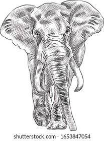 African Bush Elephant Digital Sketch Isolated On White