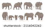 African bush elephant  Loxodonta africana set. Females, males and cubs of the African savanna elephant in different poses. Wild animals of Africa. Realistic wild vector mammals